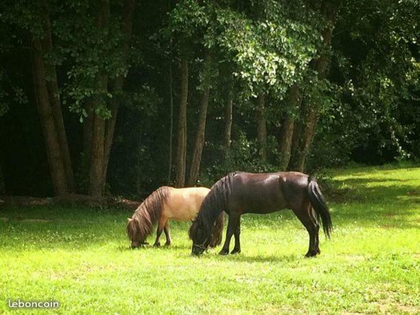 Bed and Breakfast Domaine Du Moulin Neuf Ambillou Exterior foto